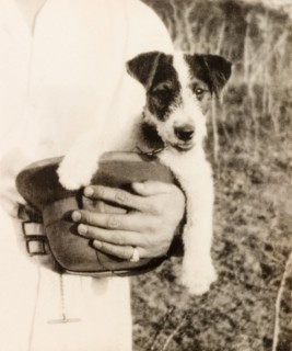 Dog in a solatopi. A Jack Russell Terrier, George, sits in his owner's solatopi hat during a picnic