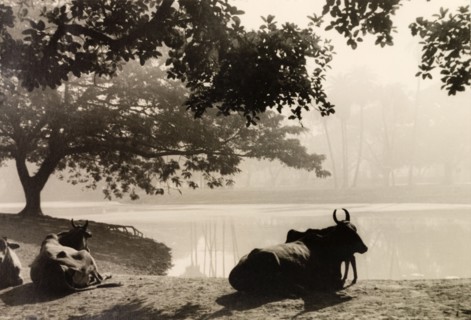 Cattle in the Maidan, Calcutta. Cattle rest under the shade of a tree on a water bank in the