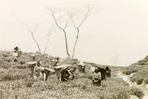 Tea picking at Sidrapong tea estate. Plantation workers carry large conical baskets on their backs