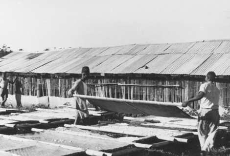 Pyrethrum drying in the sun. Agricultural workers lay out stretchers covered with pyrethrum flowers