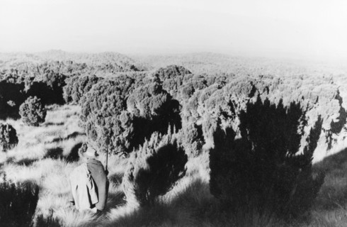 Heathland on Mount Kenya. A figure with a spear crouches low to the ground amidst a vast expanse of