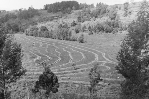 A field terraced by the Soil Conservation Service. A field is divided into narrow, contoured