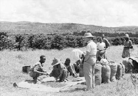 Measuring up the coffee'. A European farmer oversees his African workers as they measure out a