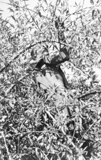 Picking coffee, Kenya. An African farm worker climbs the uppermost branches of a coffee tree as he