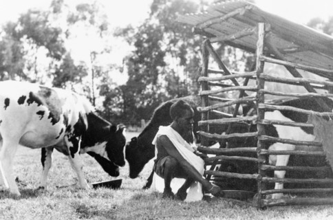Feeding the cows, Kenya. An African farm hand feeds a herd of Friesian cows on a Kenyan farm. An