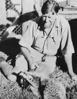 Raymond Hook with a cheetah. Portrait of Raymond Hook playing with a young cheetah. An eccentric