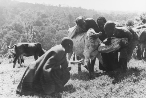 Restraining an ox to draw blood. Three Kikuyu men restrain an ox with a tourniquet around its neck,