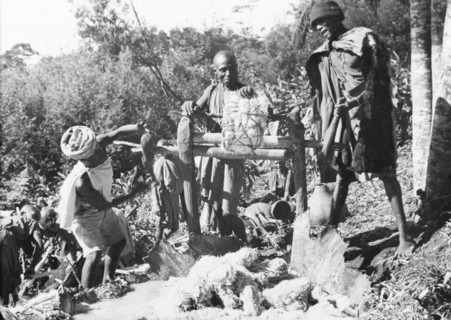 Pressing sugar cane to make beer. Kikuyu men press sugar cane to make beer. The juice is collected