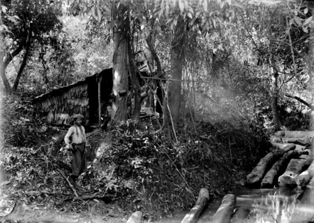 Logging in Burma. A Burmese woodcutter stands in a forest clearing beside a pile of felled trees.