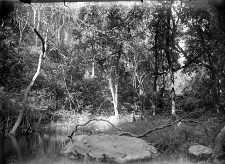 A forest brook, Burma. View of a brook running through a dense forest. Burma (Myanmar), circa 1890.