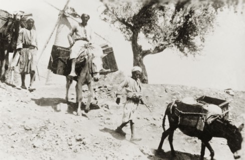 Train of pack animals, Palestine. Arab men lead a train of pack animals past a windmill and down a