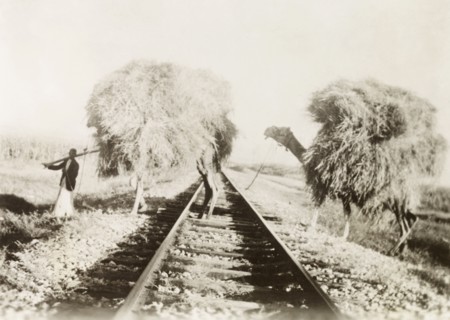 Transport, ancient and modern'. A farm worker leads two camels laden with hay across a stretch of