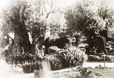 Gardens of Gethsemane. View of the Gardens of Gethsemane, located at the foot of the Mount of
