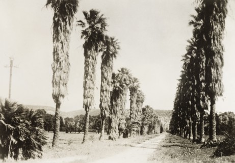 Avenue of palm trees at Degania. View along a road lined with palm trees at Degania, the first