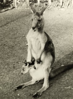 Kangaroo at Taronga Zoo. A kangaroo with a young joey in her pouch at Taronga Zoo. Sydney,
