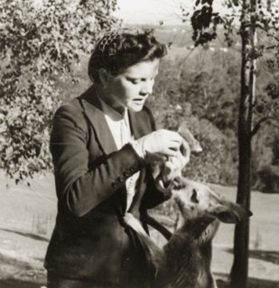 Feeding a kangaroo in Taronga Zoo. A European women feeds a kangaroo in Taronga Zoo. Sydney,
