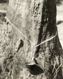 A tree trunk tapped for latex, British Malaya. The trunk of a Para rubber tree (Hevea brasiliensis)