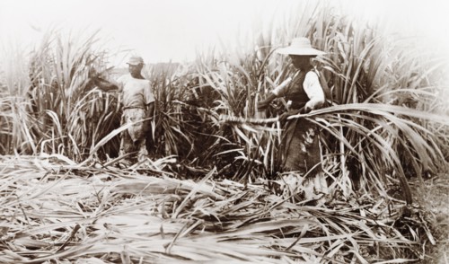 Sugar cane cutters, Jamaica. Two Jamaican labourers use machetes to harvest sugar cane at a