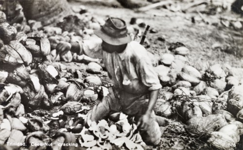 Cracking open cocontus, Trinidad. A labourer kneels amidst a pile of coconut shells as he cracks