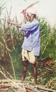 Harvesting sugar cane, Trinidad. A Trinidadian labourer uses a machete to harvest sugar cane a