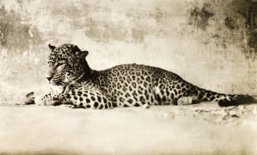 Carcass of a leopard. The carcass of an adult leopard (Panthera pardus) is posed for the camera,