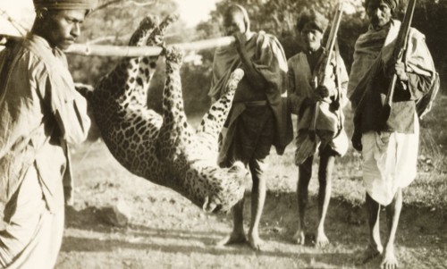 Indian guides carrying leopard carcass. Two Indian guides or 'shikaris' (professional hunters)