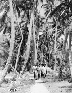 A coconut grove on Naviti. Four men walk along a sandy track through a grove of coconut palms on