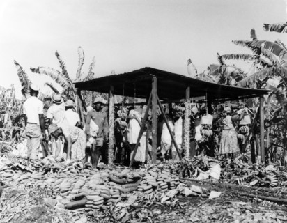 Banana weighing station, St Lucia. Hands of bananas are weighed at a plantation weighing station.