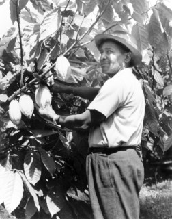 Harvesting a cacao pod. A Grenadian farmer uses a machete to slice a ripe cacao pod from a tree on