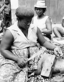 Shelling a nutmeg harvest. A Grenadian woman uses a tool to crack open nutmeg shells against a