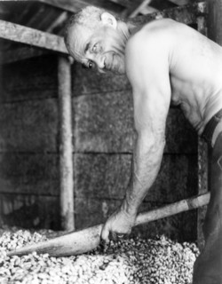 Inside a cocoa drying shed. A Grenadian worker bends over a pile of cocoa beans drying inside a