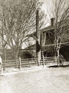 A Saguaro cactus, Arizona. A large Saguaro cactus (Carnegiea gigantea) outside Tucsan railway