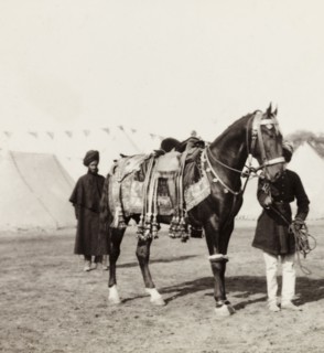 Caparisoned horse at Coronation Durbar, 1903. Indian servants attend to a caparisoned horse