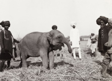 Baby elephant at Coronation Durbar, 1903. An eight month old elephant with its handlers at the