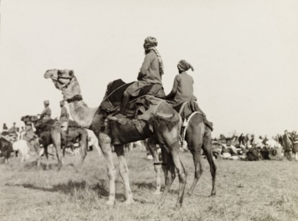 Camel riders at Coronation Durbar, 1903. Guests mounted on camels at Edward VII's Coronation Durbar