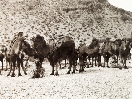 Camels on the Khyber Pass. Bactrian camels (Camelus bactrianus) form a caravan on the Khyber Pass.