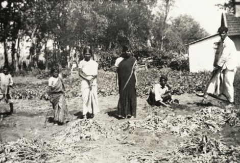Digging up potatoes, India. A group of Indian youths dig up potatoes from the vegetable garden of