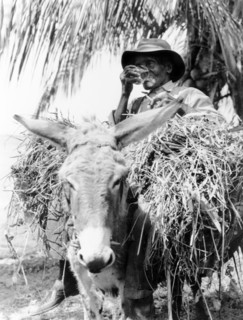 An elderly man from Dominica. An elderly Dominican man leans back in the saddle of his straw-laden