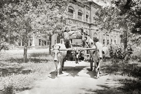 Ox cart laden with luggage. A pair of yoked oxen pull a cart loaded with camp kit leaving the