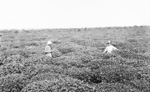 A tea estate at Kericho, Kenya. Two European farmers stand waist-deep in tea bushes on the Brooke
