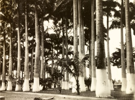 Painted palm trees, Costa Rica. A cluster of palm trees in Limon, all of which have had the bases