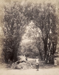 Bazaar Road, Matheran. People mill about on a tree-lined section of Bazaar Road at the hill station