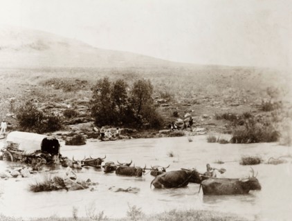 Cattle struggle to cross floodwater. A team of cattle pulling a covered cart struggle to cross