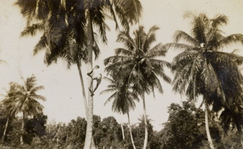 Picking coconuts on Tryall Estate. A man scales a palm tree to retrieve coconuts on Tryall Estate.