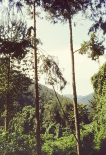 Pruning pines in Mafuga Forest. A forestry worker climbs a rope ladder, hanging from the top of a