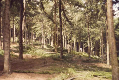 Cypress forest after thinning. Cypress (Cupressus lusitanica) trees in Mafuga Forest, thinned-out