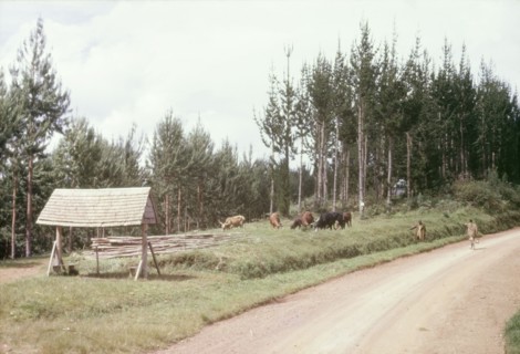 Bus stop at Mafuga. The bus stop at Mafuga: a pitched roof supported by wooden beams that was