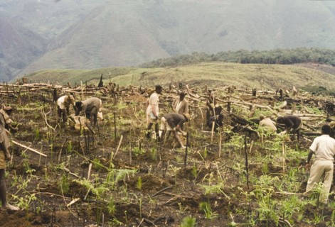 Planting pines at Mafuga Forest . Ugandan workers plant pine (Pinus patula) at Mafuga Forest.
