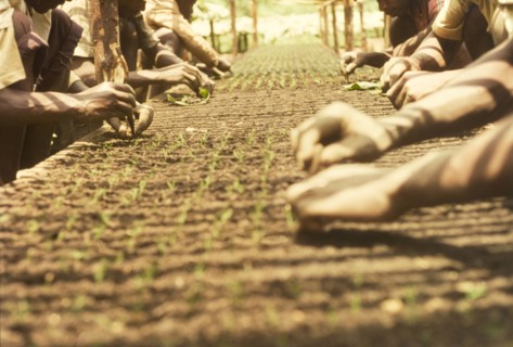 Pricking out seedlings at Mafuga Forest nursery. Ugandan workers prick out pine (Pinus patula)