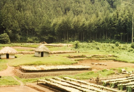 Mafuga Forest nursery. View across a nursery in Mafuga Forest, comprising several round, thatched